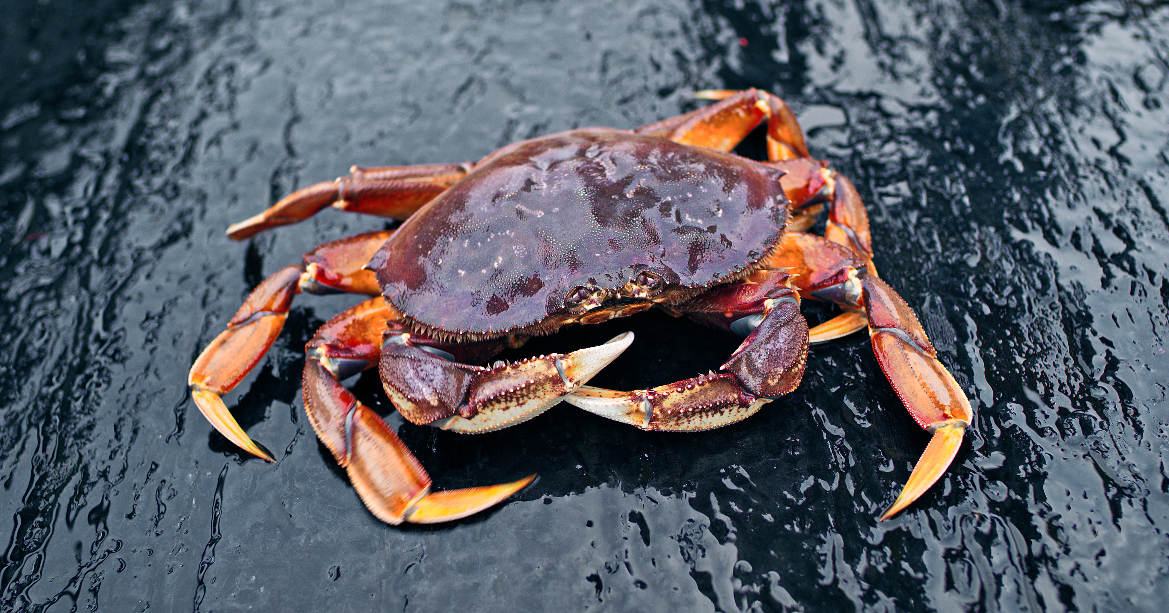 A Dungeness Crab and then Hypothermia?