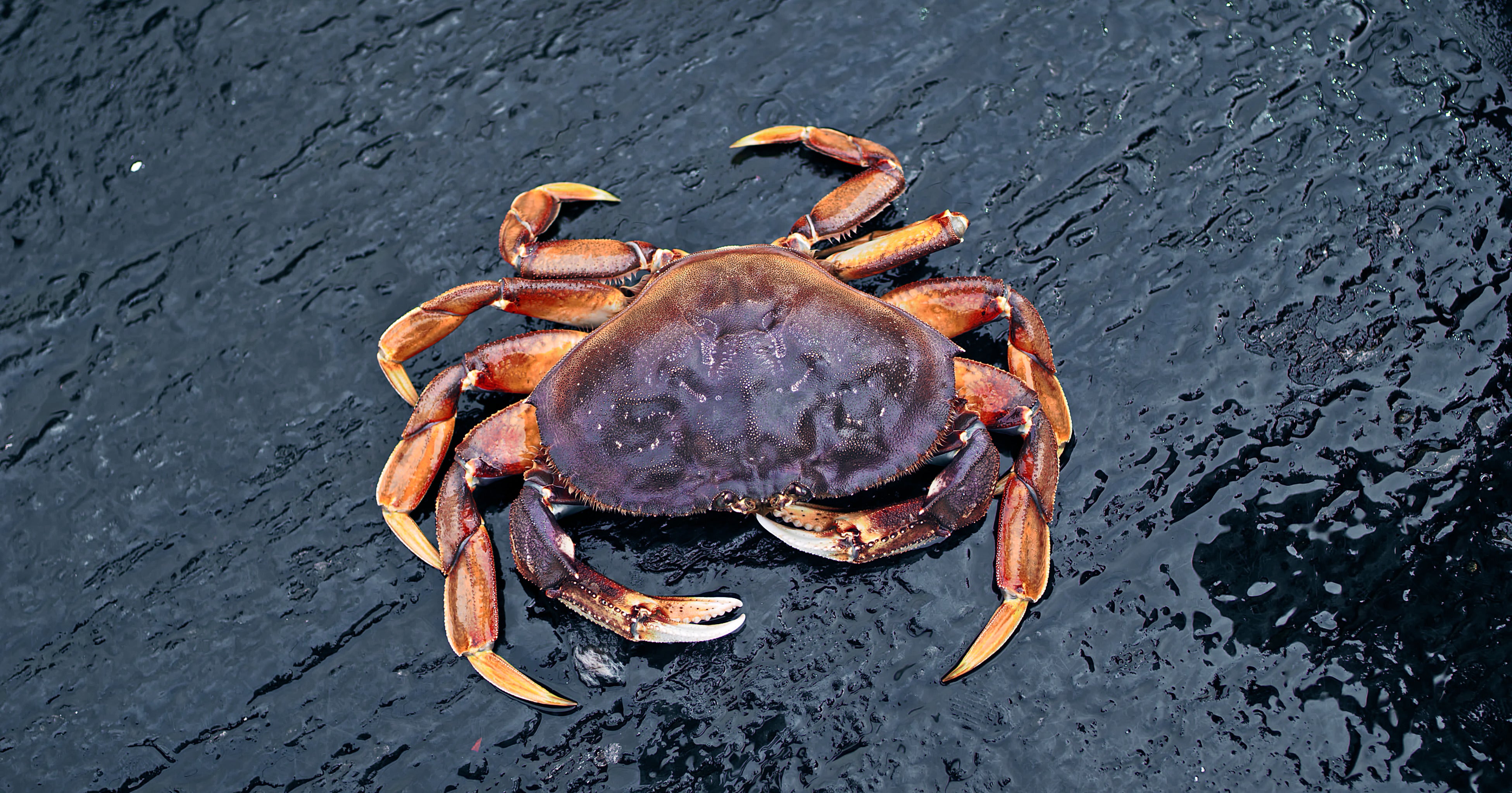 Cooking Dungeness Crab Sections in under 10 minutes