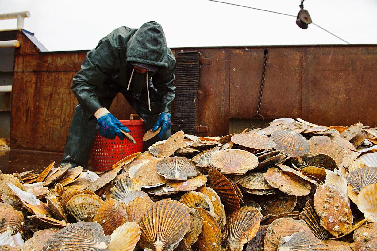 Preparing Scallops and Where They Come From