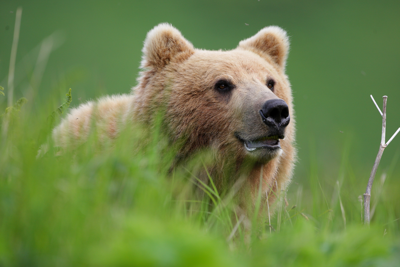 Why I Don't Jog in Alaska Anymore
