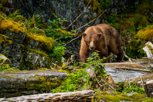 The First Time I was Charged by a Bear