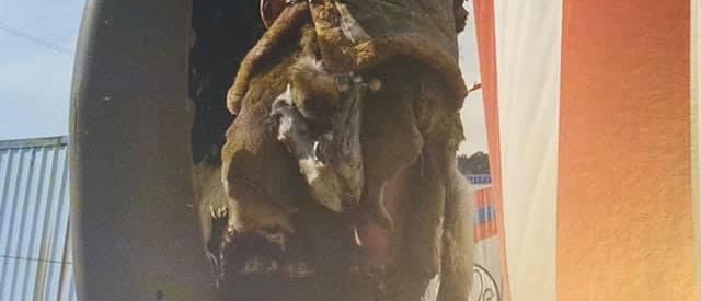 The Parade - A Highlight of Petersburg, AK