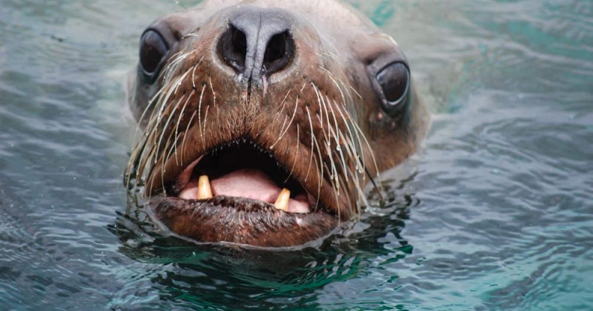 A Herring Ball and a Stare Down with a Sea Lion