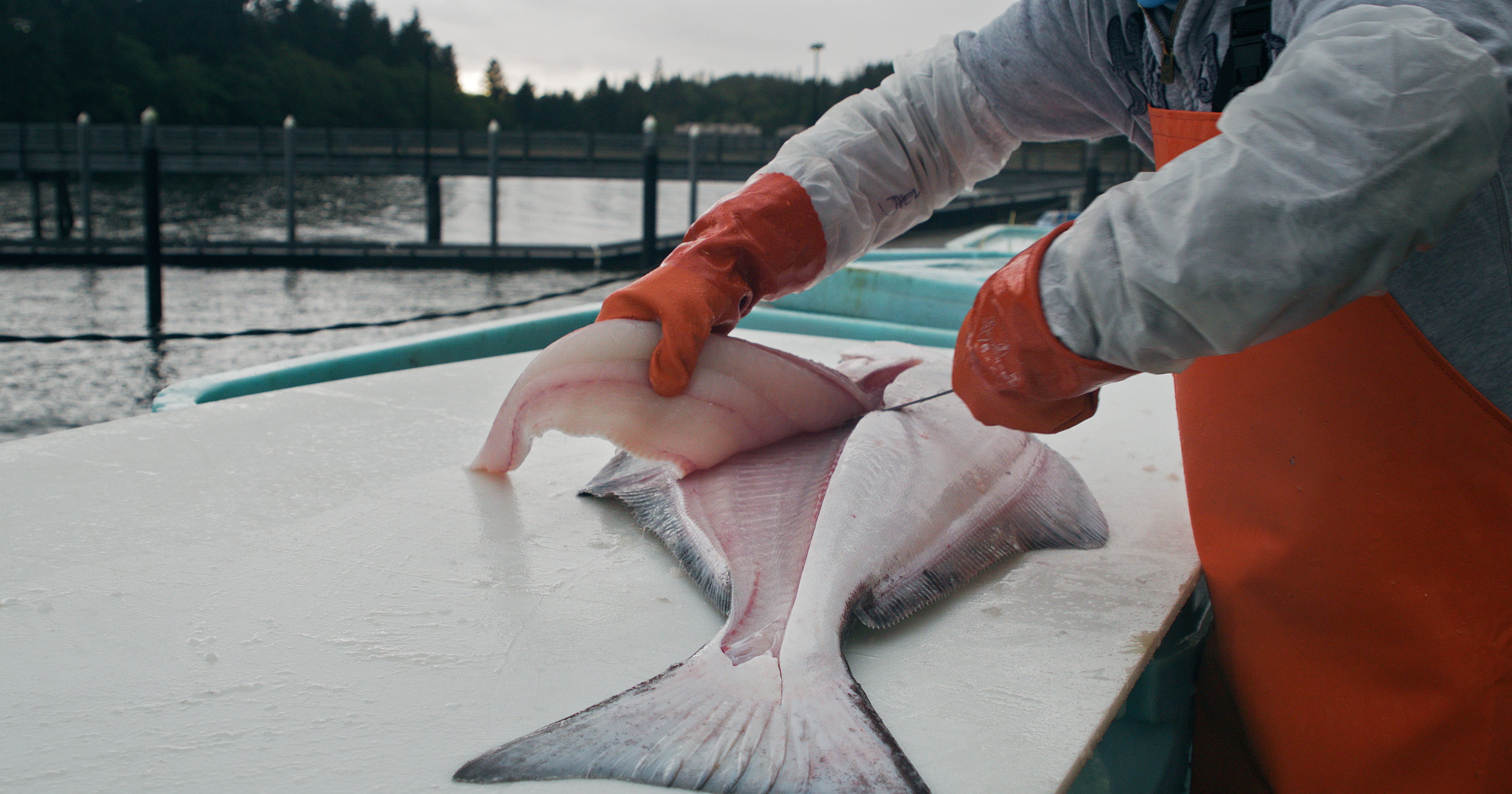 24 oz. Wild Alaskan Halibut