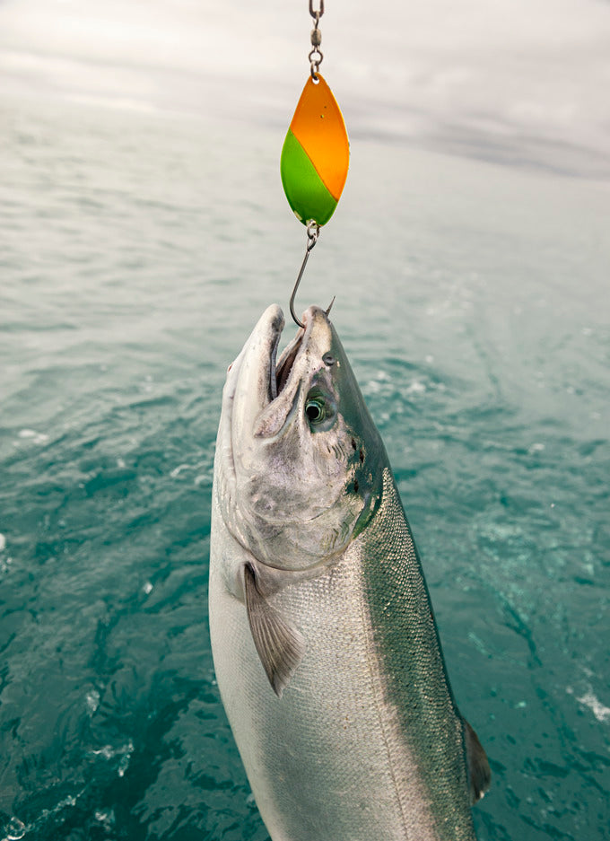 Wild Alaskan Coho Salmon - 24 oz.