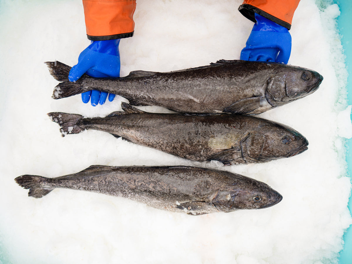 Wild Alaskan Black Cod - 5 lbs