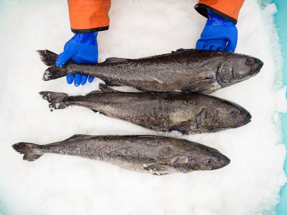 Wild Alaskan Black Cod – Alaskan Seafood Guys