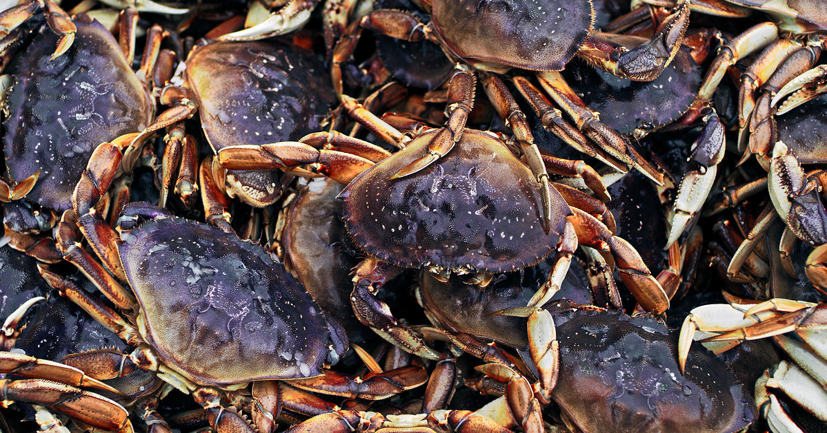 Pacific Dungeness Crab Clusters