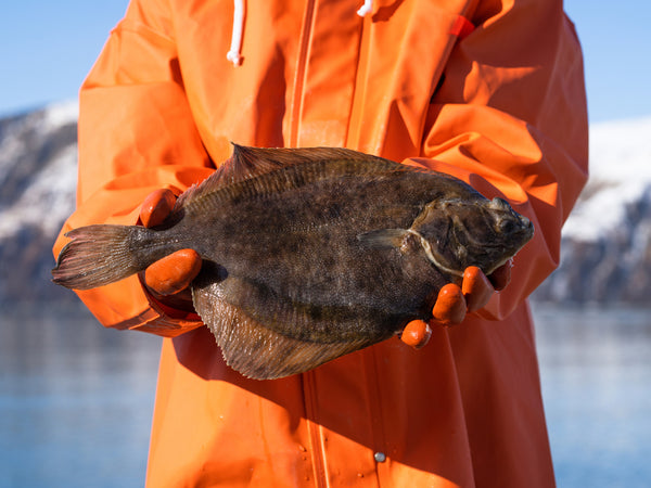 flounder1_grande.jpg?v=1736893225