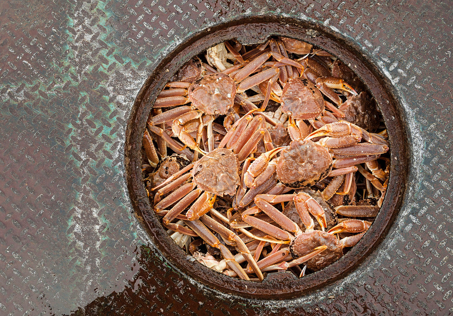 Snow Crab Clusters - 5 lbs.