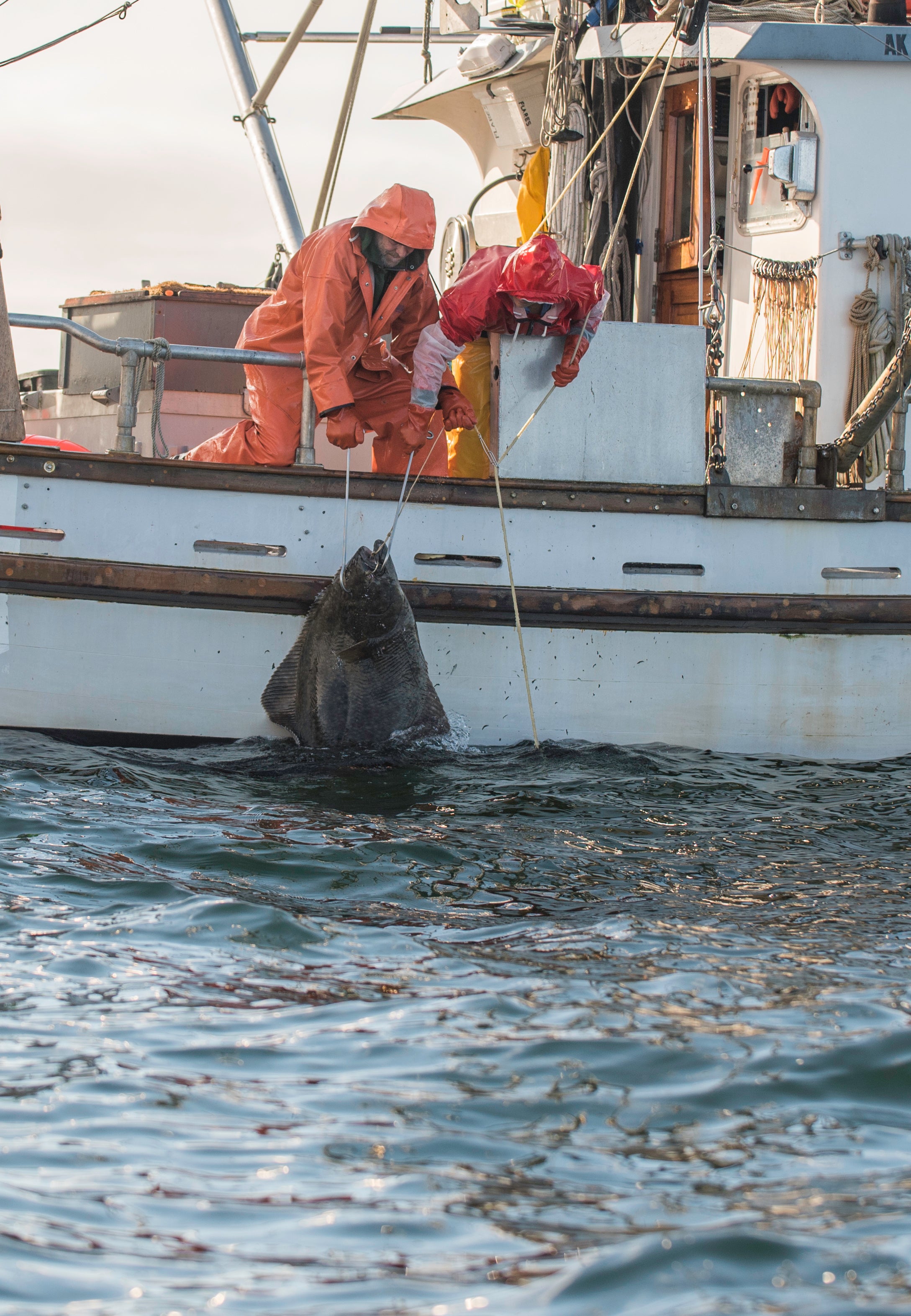 Wild Alaskan Halibut Share - 20 lbs.