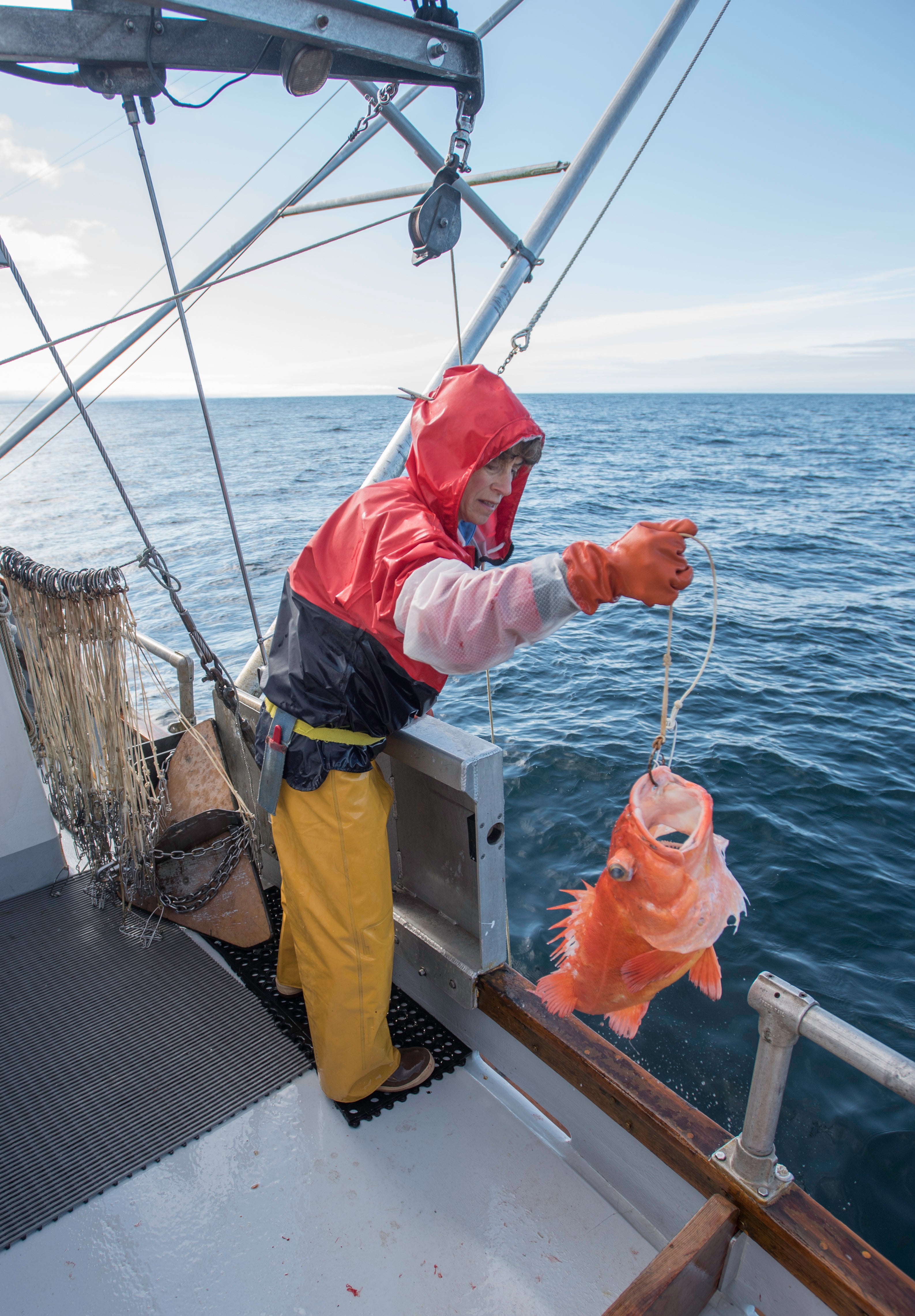 Wild Alaskan Rockfish Share - 20 lbs.