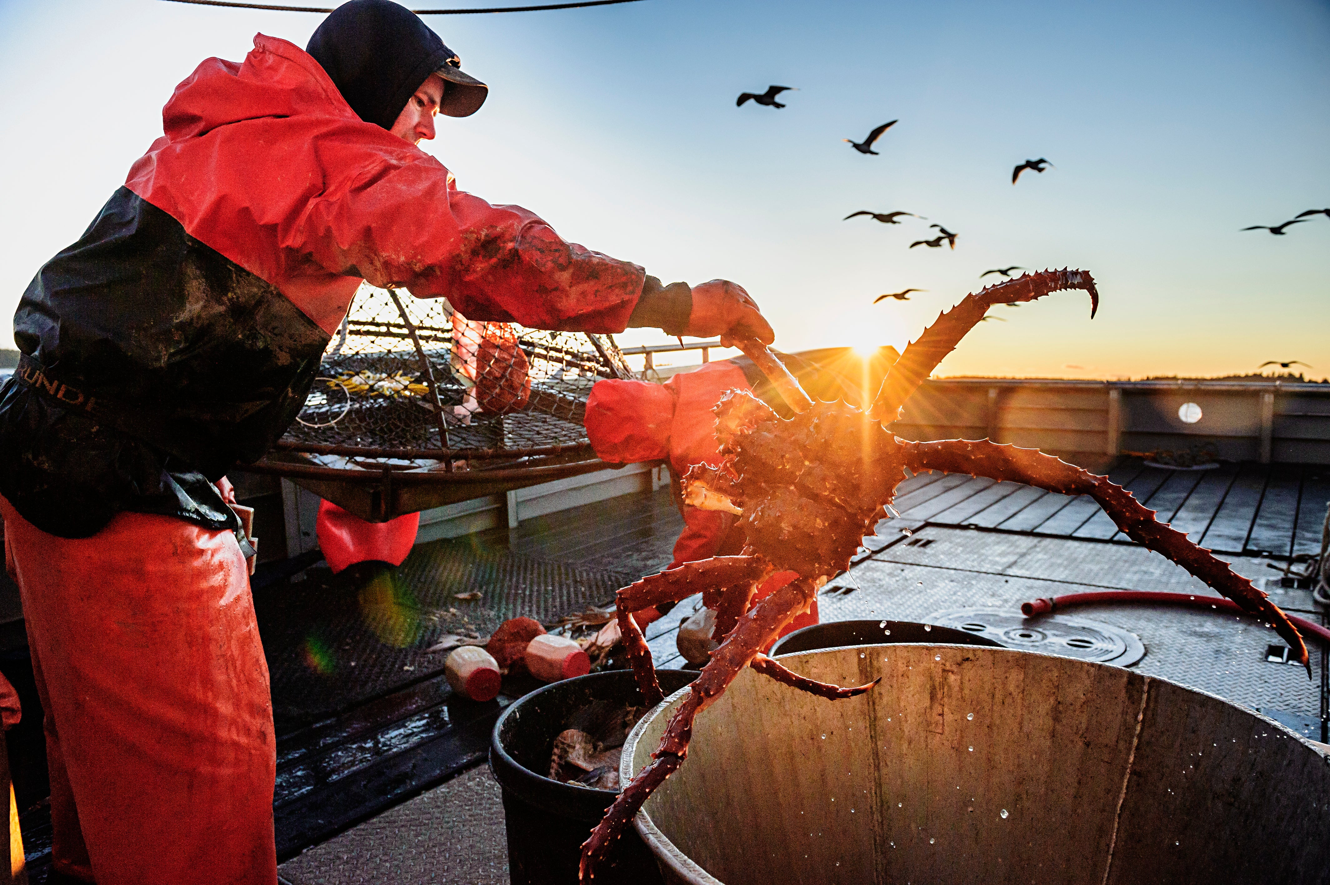 Red King Crab Legs - 5 lbs.