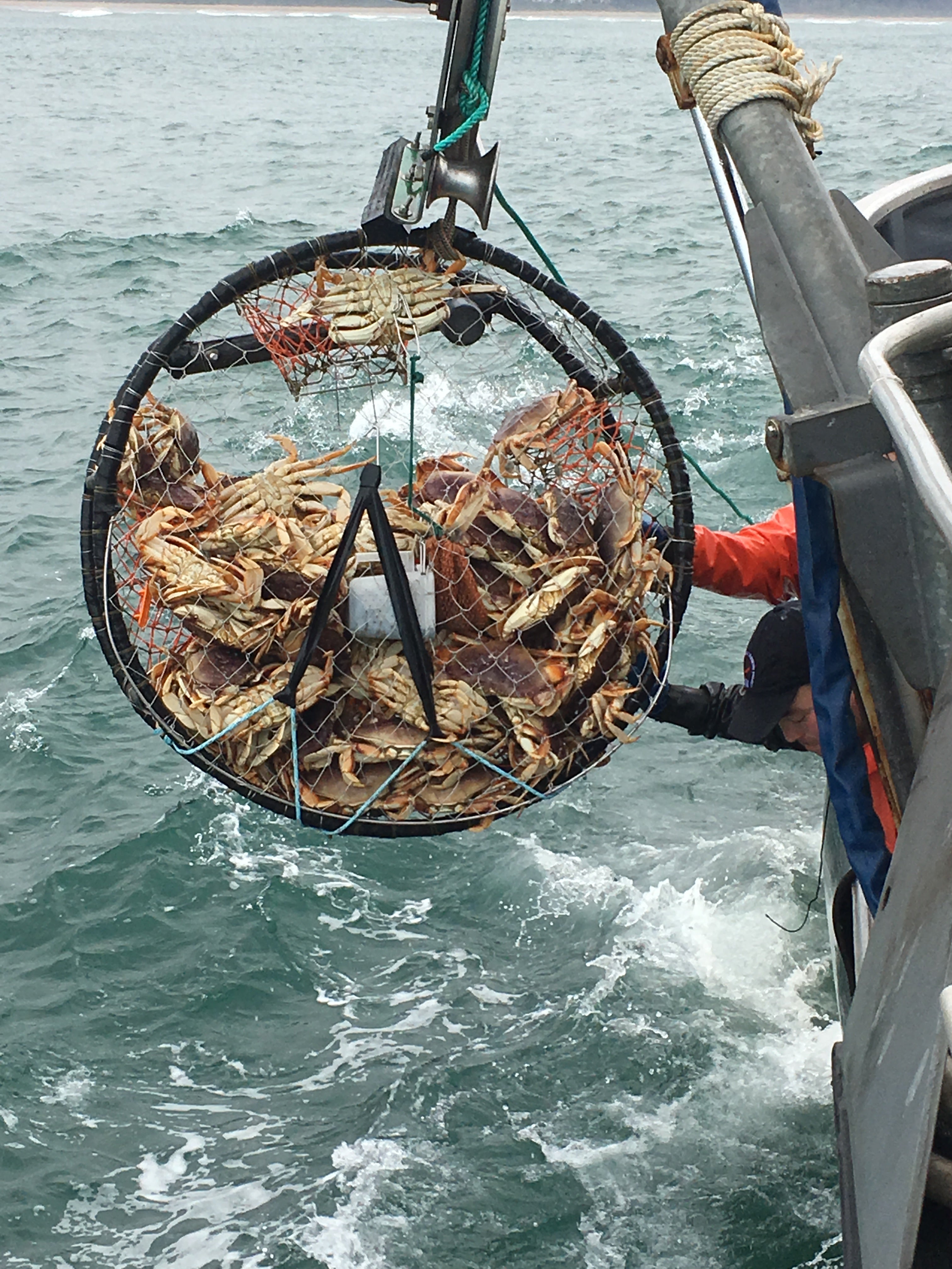 Pacific Dungeness Crab Share - 20 lbs.